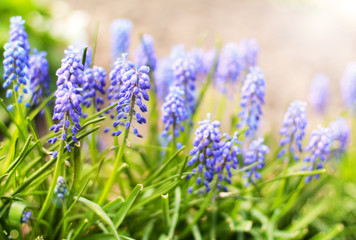 Spring floral background with blossoming blue Muscari flowers.