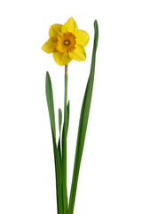 Yellow daffodil isolated