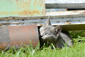 Kitten between scrap