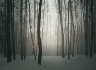 Misty Winter Forest