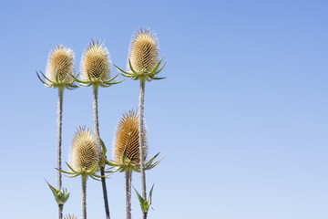 Obraz premium Thistle on a blue sky background