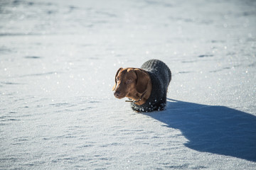 A beautiful brown dachshund dog with a knitted sweater walking in the snow