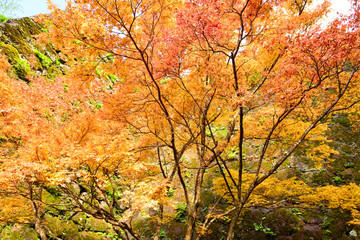 岡城の紅葉