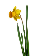 Yellow daffodil isolated