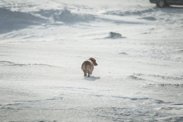 Naklejka premium A portrait of a beautiful brown dachshund dog in winter