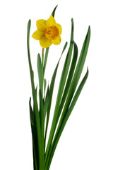 Yellow daffodil isolated