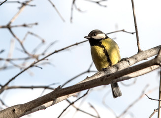 Fototapeta premium cute chickadee sitting on a branch in spring