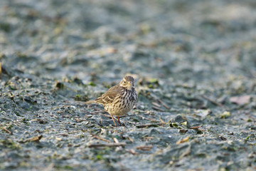 タヒバリ(Water Pipit)