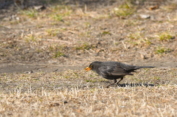merlo con vermetto nel becco