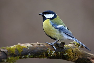 Parus major, Blue tit . Wildlife landscape, titmouse sitting on a branch moss-grown..  Europe, country Slovakia.