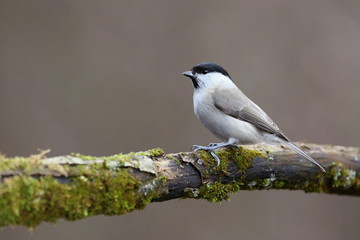 Parus major, Blue tit . Wildlife landscape, titmouse sitting on a branch moss-grown..  Europe, country Slovakia.