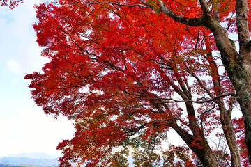岡城の紅葉