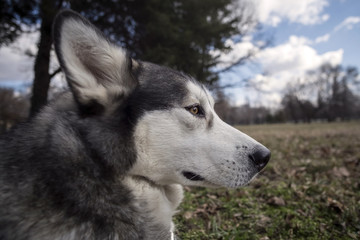 Headshot of an Alaskan malamute in a park