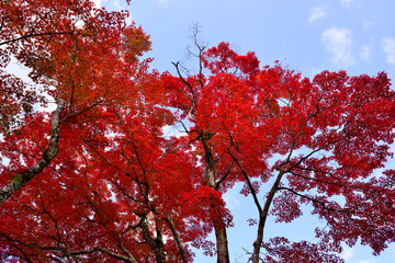 岡城の紅葉