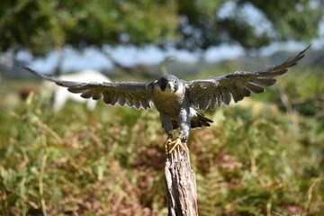 Peregrine Falcon taking off