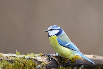 Parus major, Blue tit . Wildlife landscape, titmouse sitting on a branch moss-grown..  Europe, country Slovakia.
