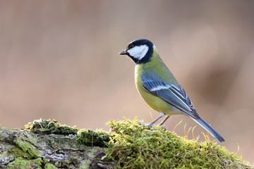 Parus major, Blue tit . Wildlife landscape, titmouse sitting on a branch moss-grown..  Europe, country Slovakia.