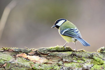 Obraz premium Parus major, Blue tit . Wildlife landscape, titmouse sitting on a branch moss-grown.. Europe, country Slovakia.
