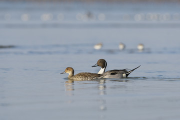 オナガガモのつがい