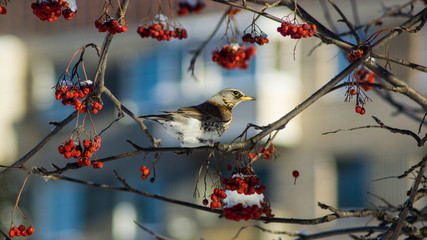Thrush sits on a branch in winter