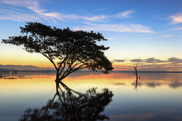 Fototapeta premium Alone alive tree is in the flood of lake at sunset scenery