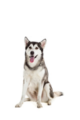 Naklejka na ściany i meble Alaskan Malamute sitting and looking at the camera, sticking the tongue out, isolated on white