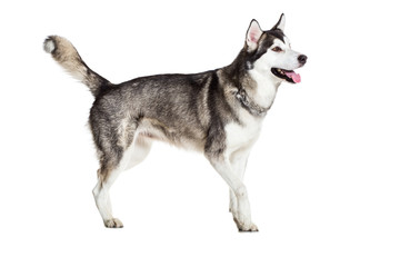 Alaskan Malamute standing, sticking the tongue out, isolated on white
