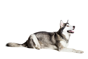 Alaskan Malamute lying on the floor, sticking the tongue out, isolated on white