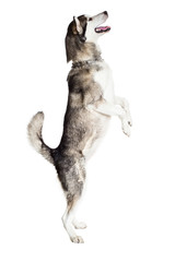 Alaskan Malamute standing on hind legs, sticking the tongue out, isolated on white