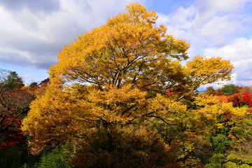 岡城の紅葉