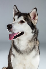 Portrait of siberian husky on gray background