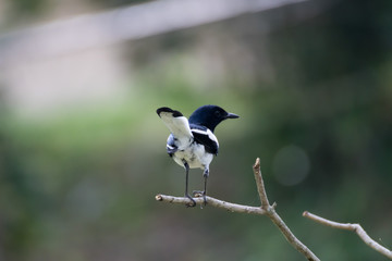 Oriental magpie robin  on a branch