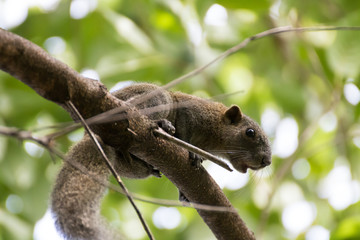 Squirrel on a branch