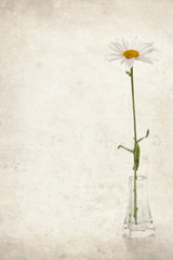 Chamomile on vintage background.
