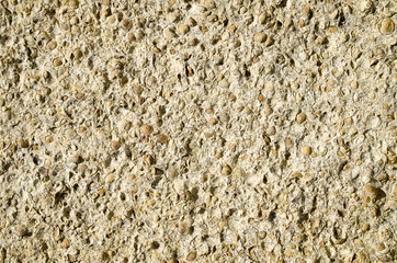 Sandstone with fossilized seashells closeup