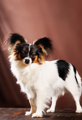 dog breed Papillon