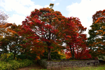 岡城の紅葉