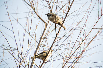 Close-up sparrow.