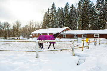 Horse in winter in paddock stables. Hardy gelding with a walk in the snow in the cold. Caring for...