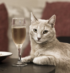 Шикарный кот аристократ сидит на столом с бокалом вина