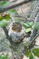 Маленькое гнездо на ветке