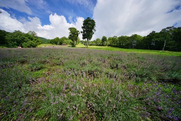 Obraz premium ラベンダー園