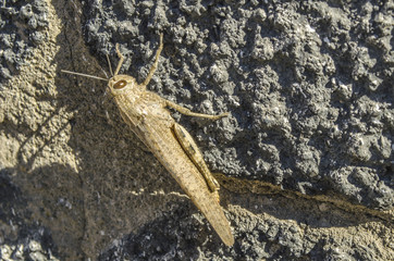 grasshopper