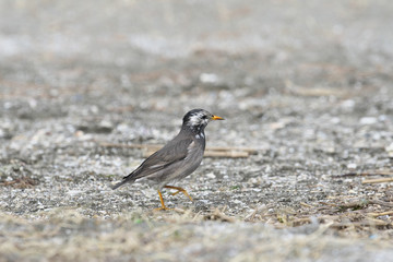 ムクドリ(White-cheeked Starling)