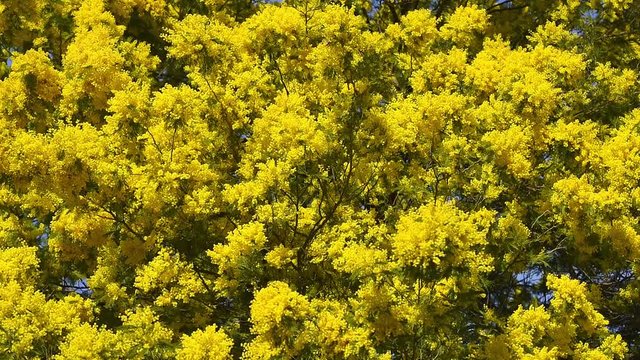 Yellow blooming of mimosa tree in spring