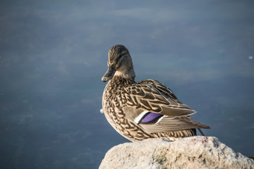Close-up shooting dock