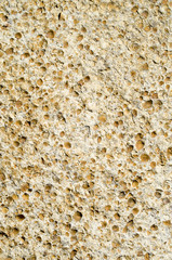 Sandstone with fossilized seashells closeup
