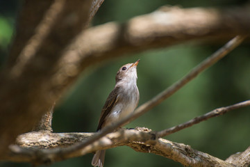 The flycatcher