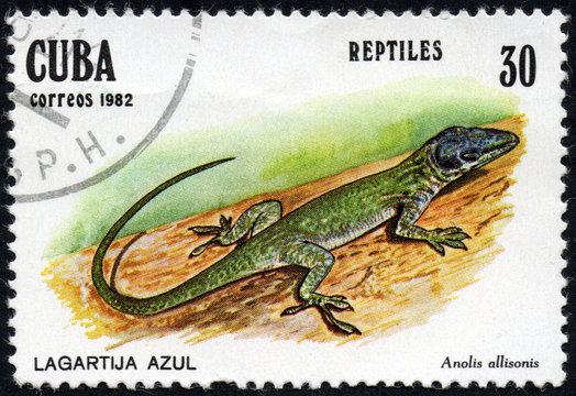 UKRAINE - CIRCA 2017: A stamp printed in Cuba, shows Blue lizard Anolis allisonis, the series Reptiles, circa 1982