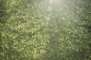 Fototapeta na wymiar Green bush leaves wall can use as background (vintage style)